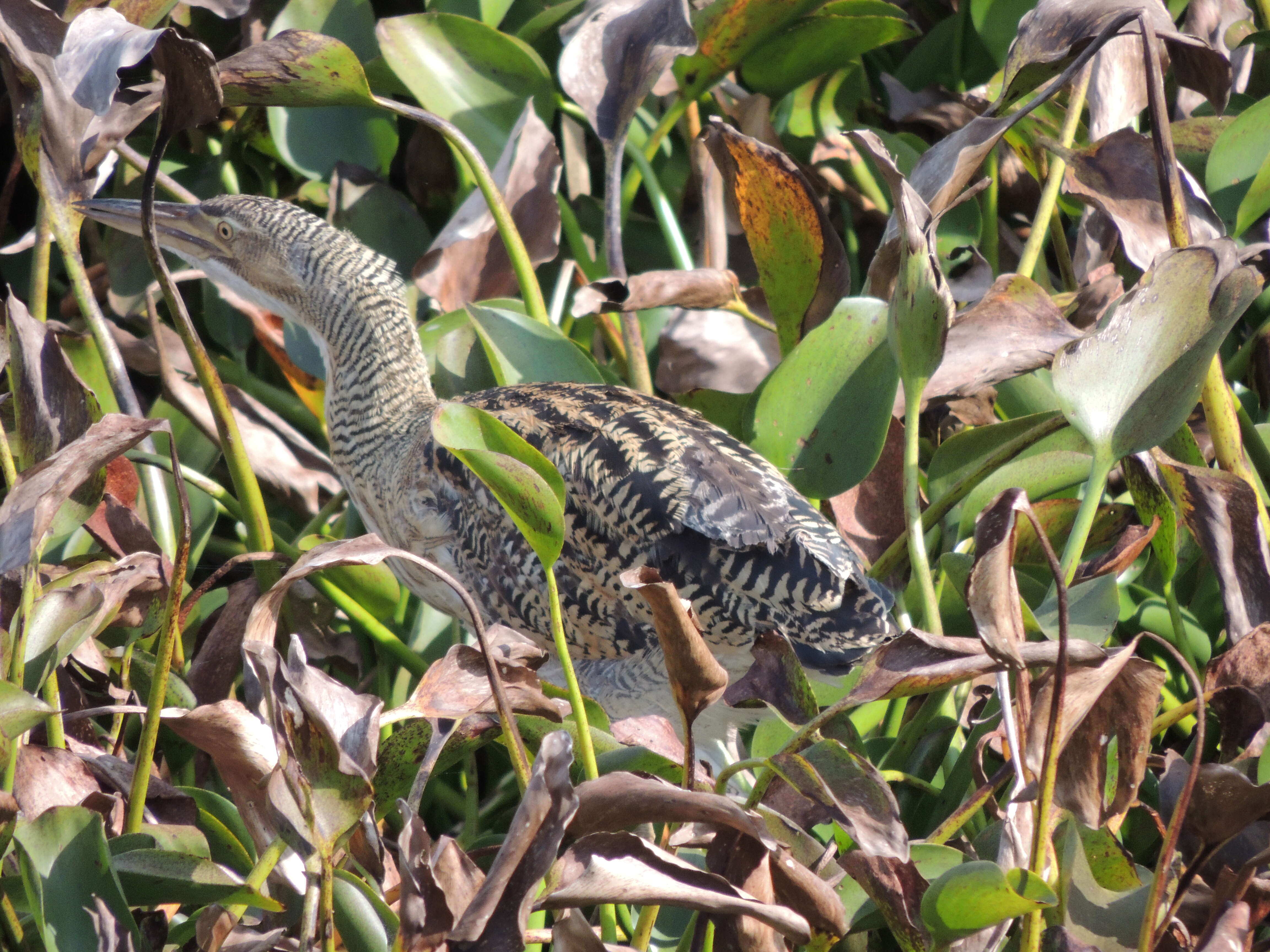 Imagem de Botaurus pinnatus (Wagler 1829)