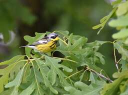 Image of Magnolia Warbler