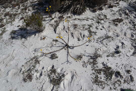 Image of coastal plain goldenaster