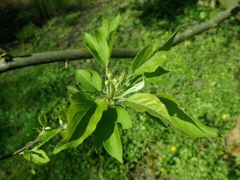 Plancia ëd Malus kansuensis (Batalin) C. K. Schneid.