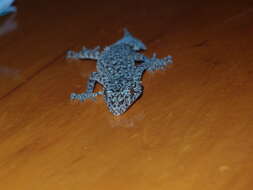 Image of Broad-tailed Gecko