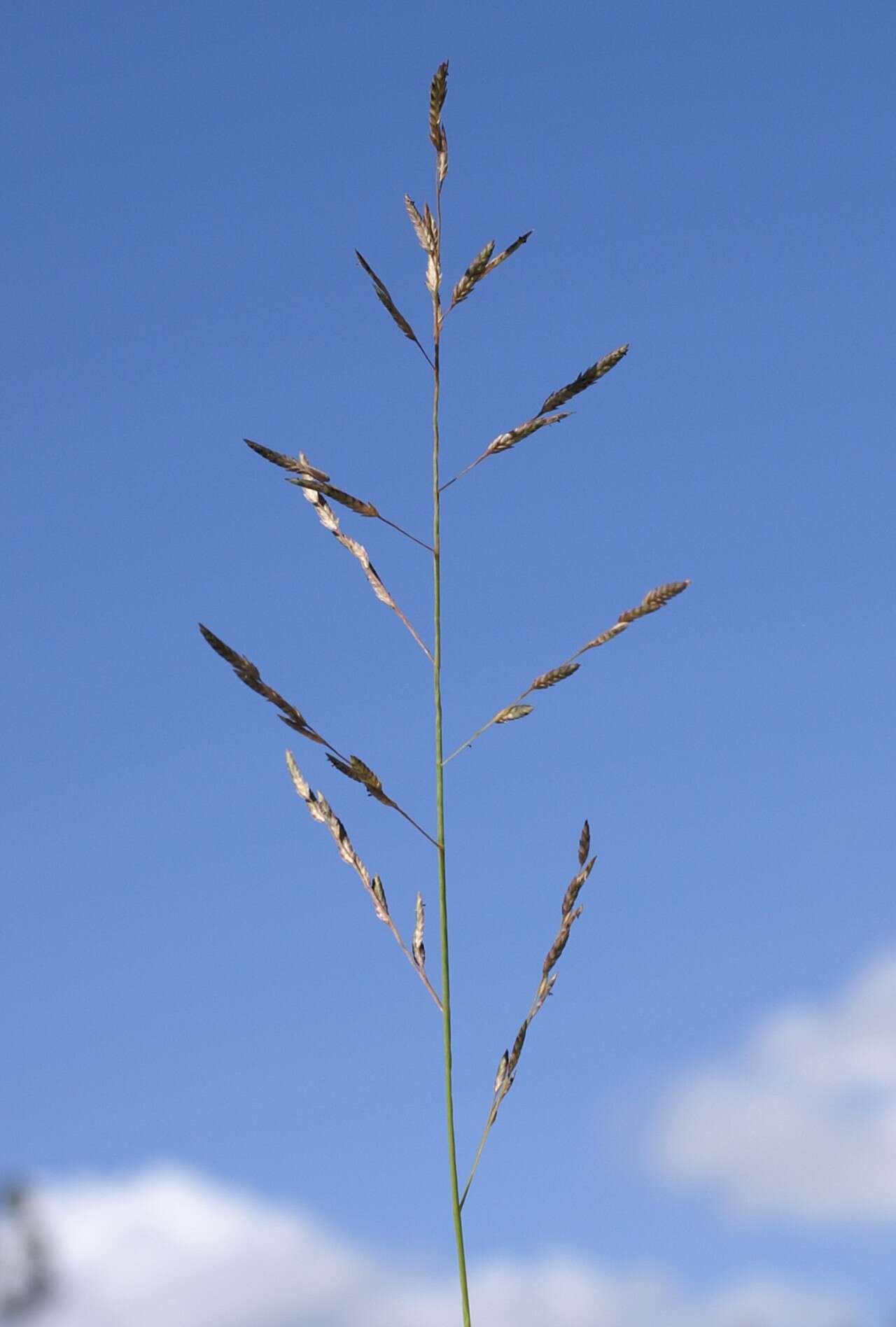 Image de Eragrostis brownii (Kunth) Nees