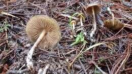 Image of Psilocybe aucklandiae Guzmán, C. C. King & Bandala 1991