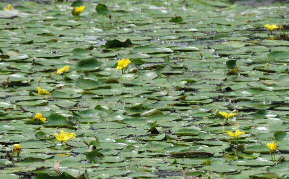 Image of yellow floatingheart