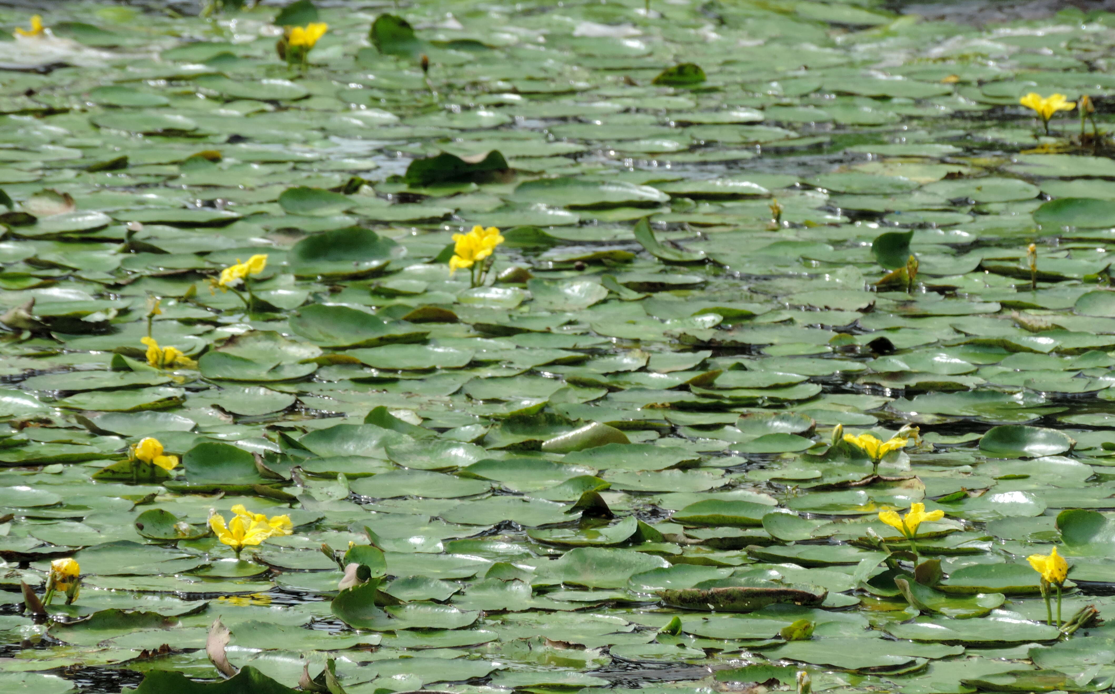 Image of yellow floatingheart