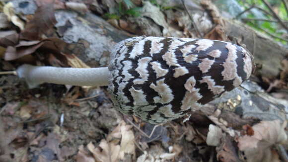 Imagem de Coprinopsis picacea (Bull.) Redhead, Vilgalys & Moncalvo 2001