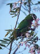 Image of Aratinga nana