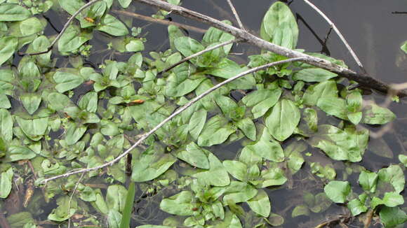 Ludwigia grandiflora var. hexapetala (Hook. & Arn.) D. B. Ward resmi