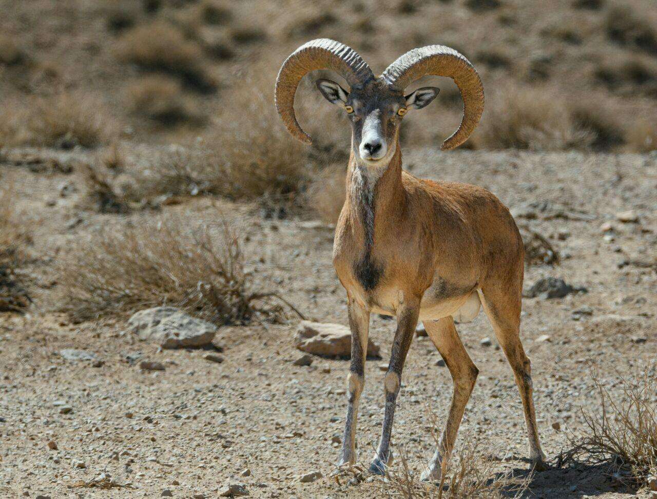 Image of Ladakh Urial