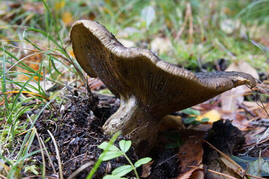 Image of Ugly Milk-cap