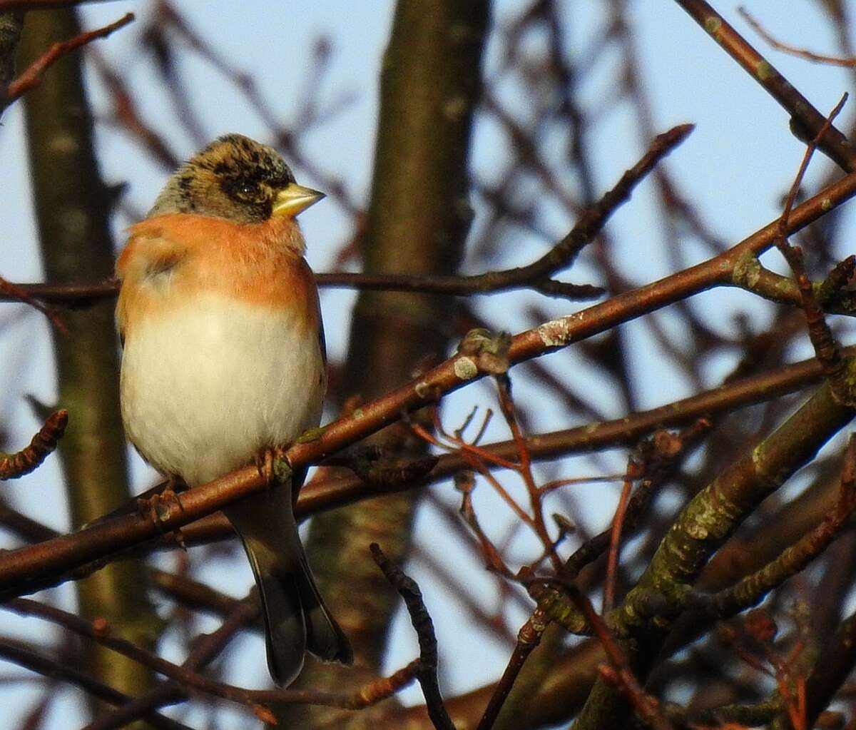 Image of Brambling