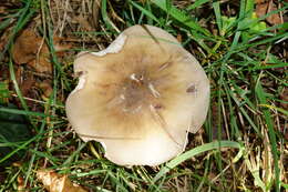 Image of Clitocybe nebularis (Batsch) P. Kumm. 1871