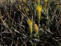 Ericameria discoidea (Nutt.) G. L. Nesom resmi