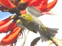 Image of Swinhoe's White-eye