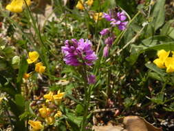 Image of tufted milkwort