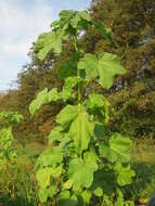 Image of cluster mallow