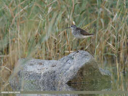 Image of Wood Sandpiper