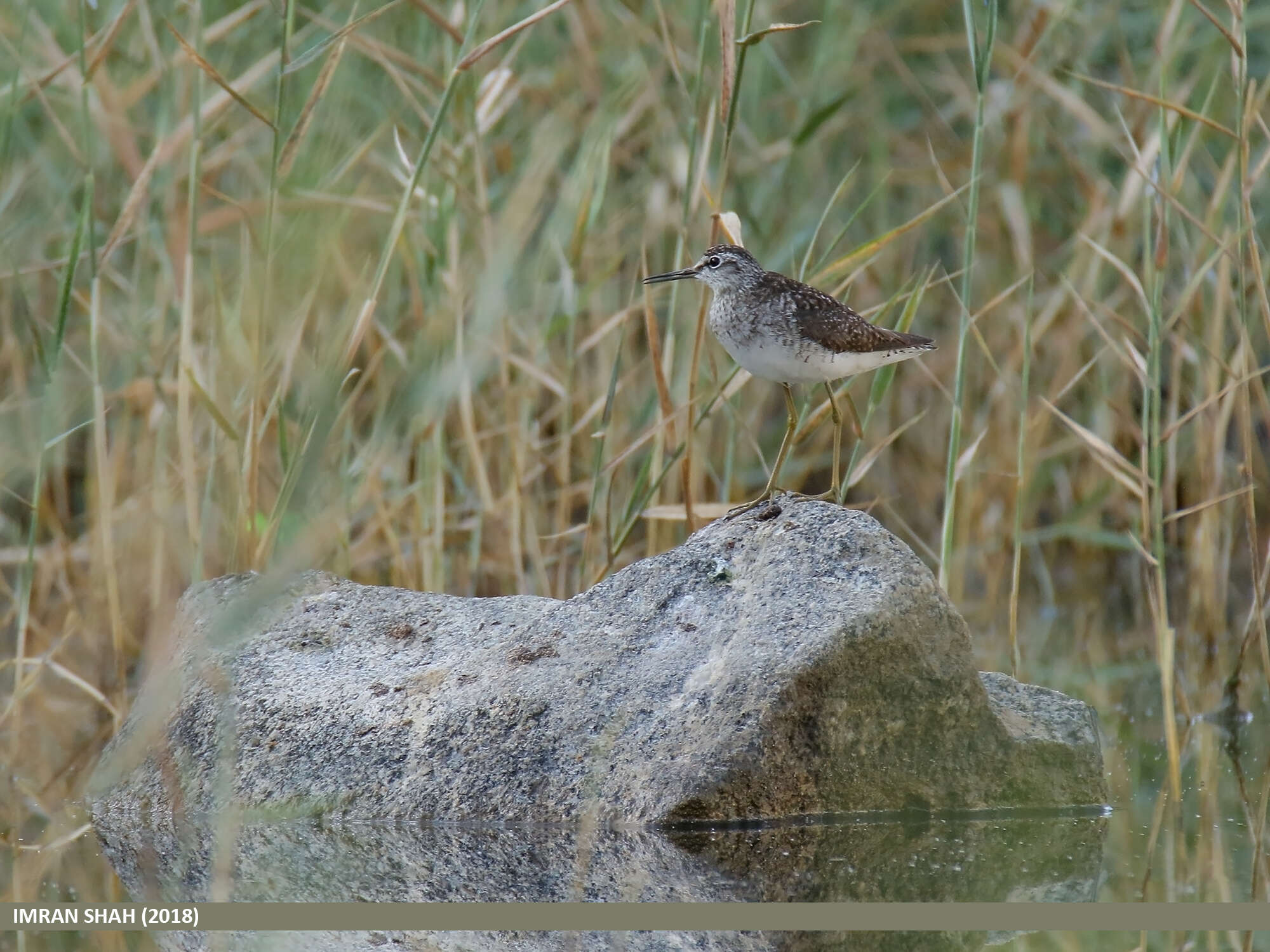 Image of Wood Sandpiper