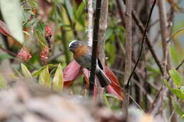 Image of Rufous-breasted Chat-Tyrant