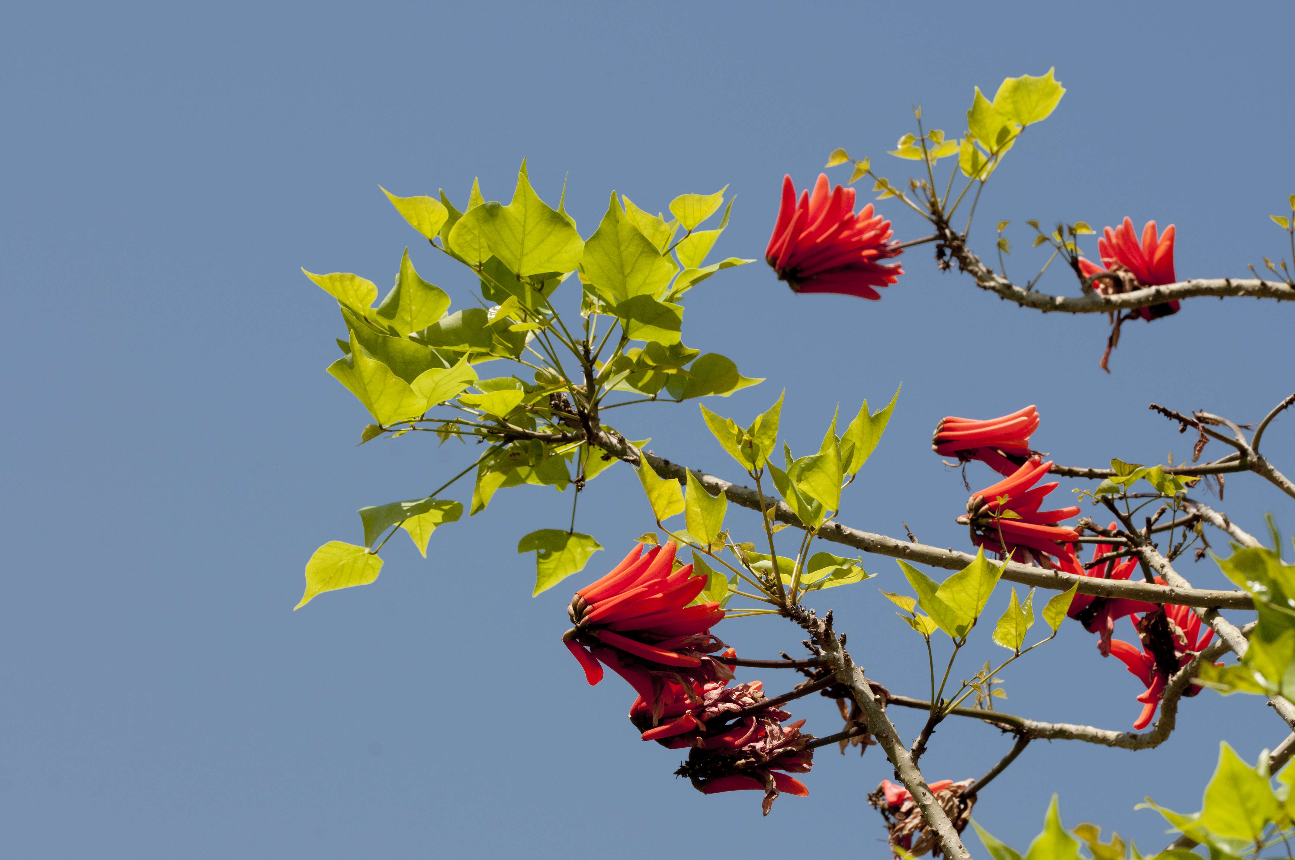 Image of Common Coral tree