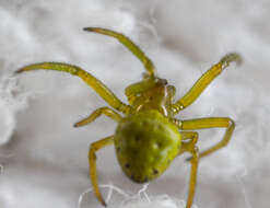 Image of Araneus viridiventris Yaginuma 1969