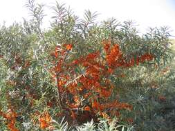 Imagem de Hippophae rhamnoides L.