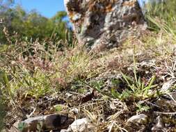 Image of stalked bur grass