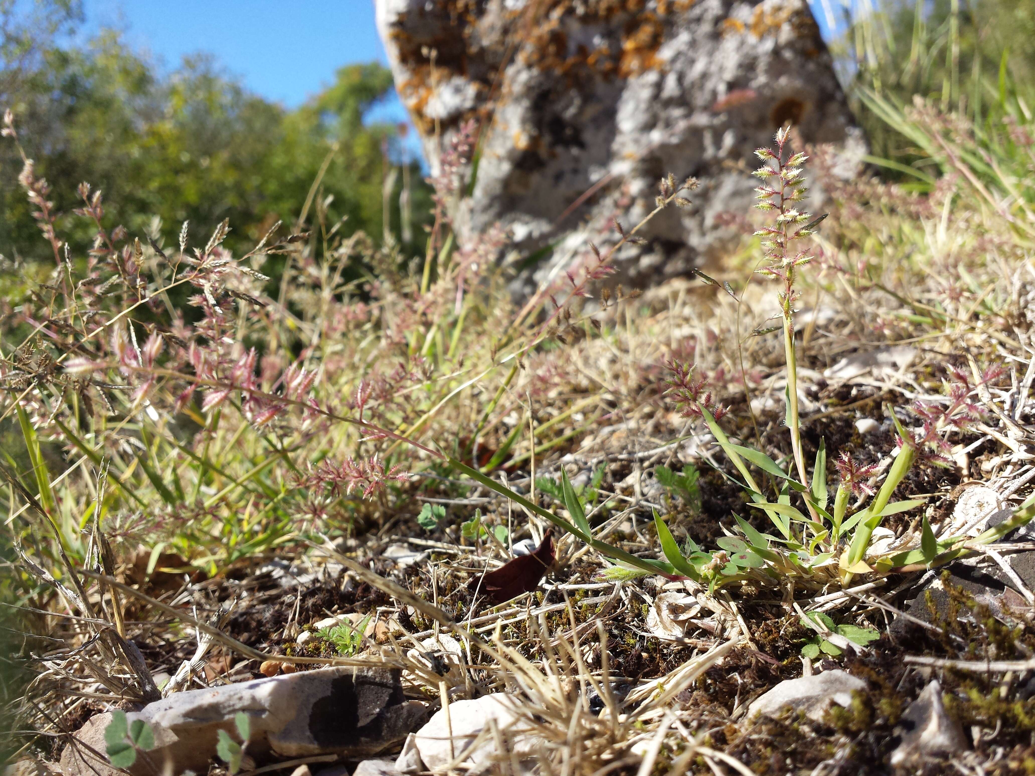 Image of stalked bur grass