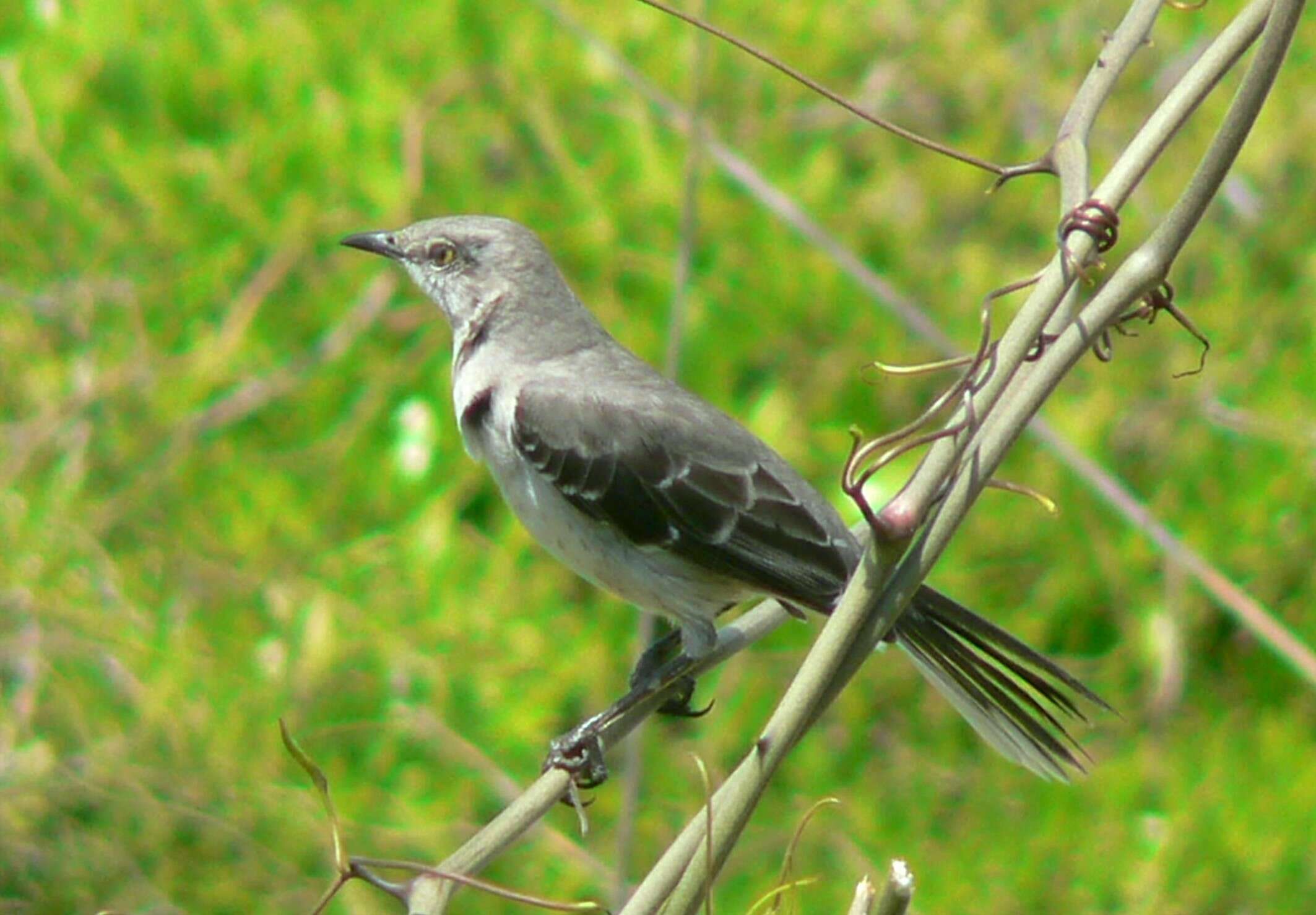 Image of Northern Mockingbird