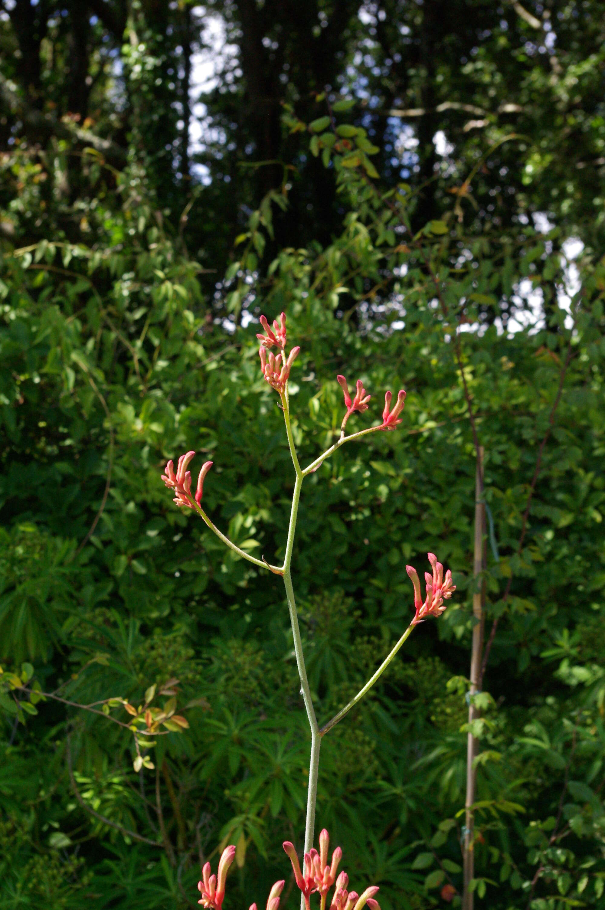 Image of Anigozanthos rufus Labill.