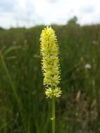 Image of Tofield's asphodel