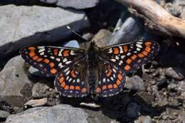 Image of Euphydryas maturna