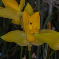 Image of Sweet scented Lycaste