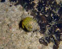 Image of Yellow boxfish