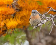 Image of Western Bluebird