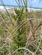 Image of Southern Giant Horsetail