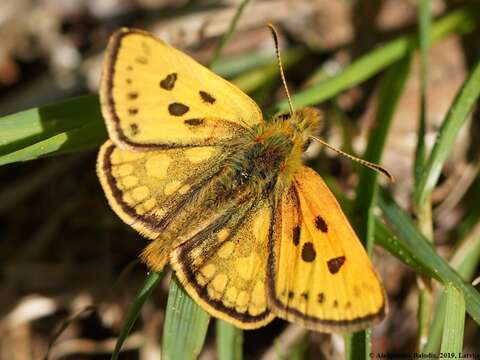 Image of Carterocephalus silvicola Meigen 1829