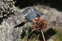 Image of Greater Flower-piercer