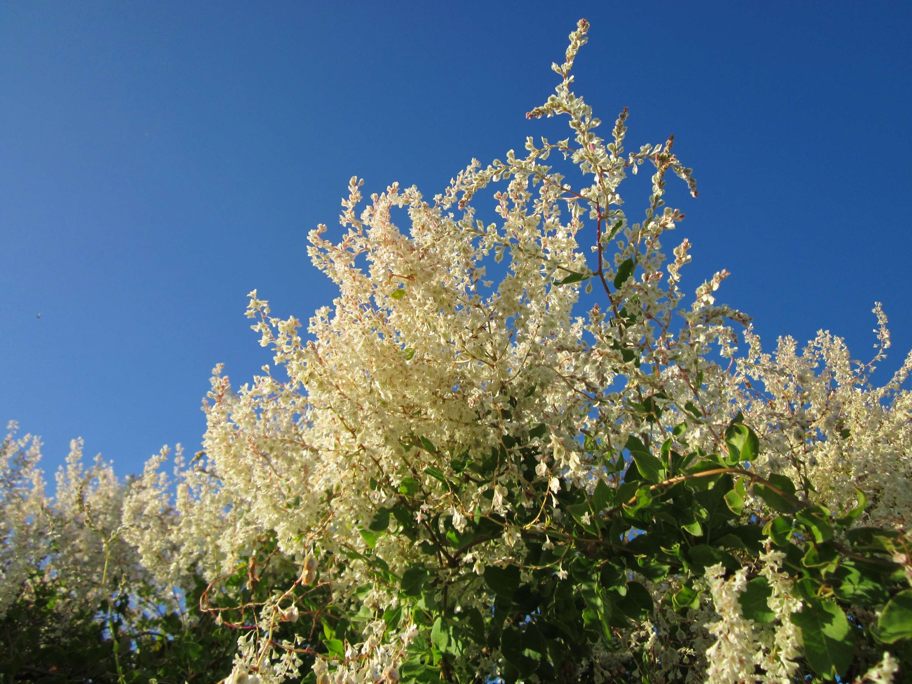 Image of Fallopia baldschuanica