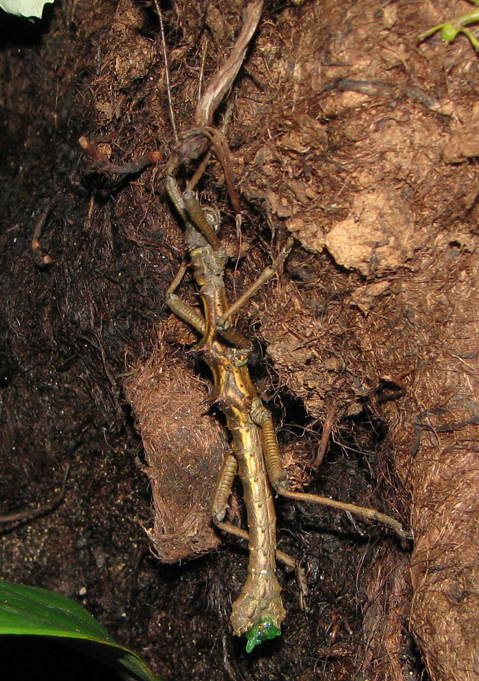 Image of Aretaon asperrimus (Redtenbacher 1906)