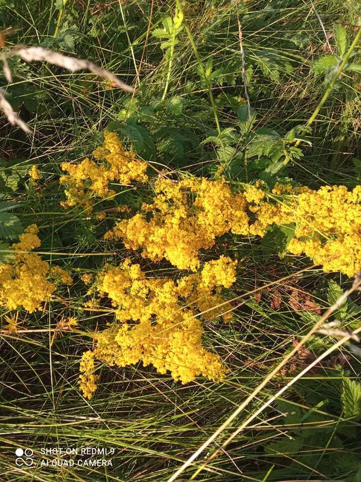 Image of Lady's Bedstraw