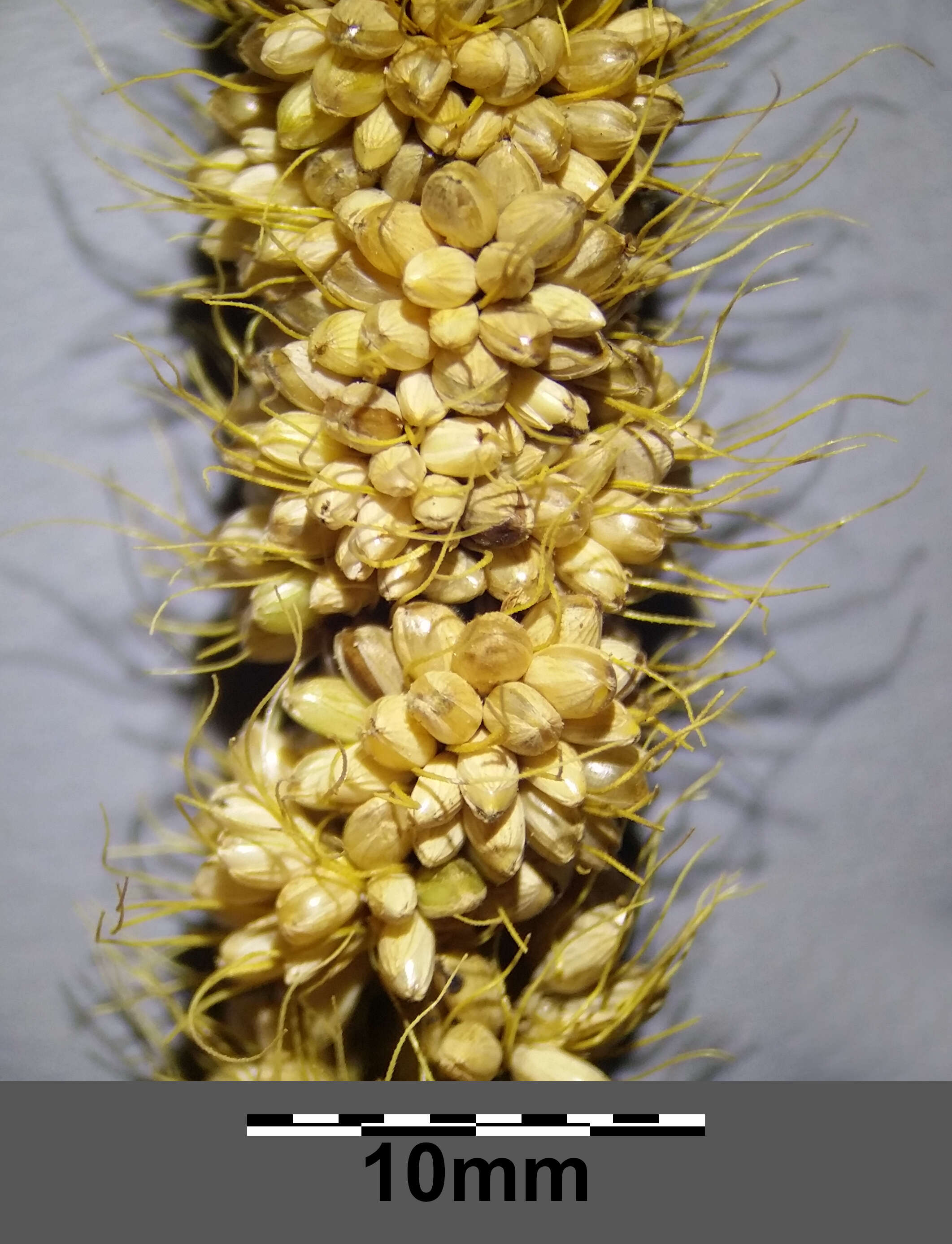 Image of Foxtail millet