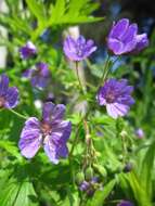 Image of hedgerow geranium