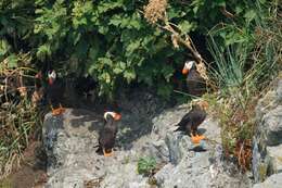 Image of Tufted Puffin