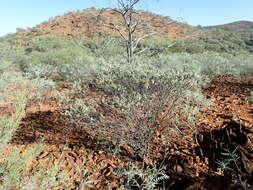 Image of Eremophila reticulata Chinnock