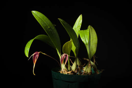 Image of Red horntail orchid