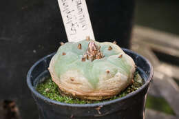 Image of peyote