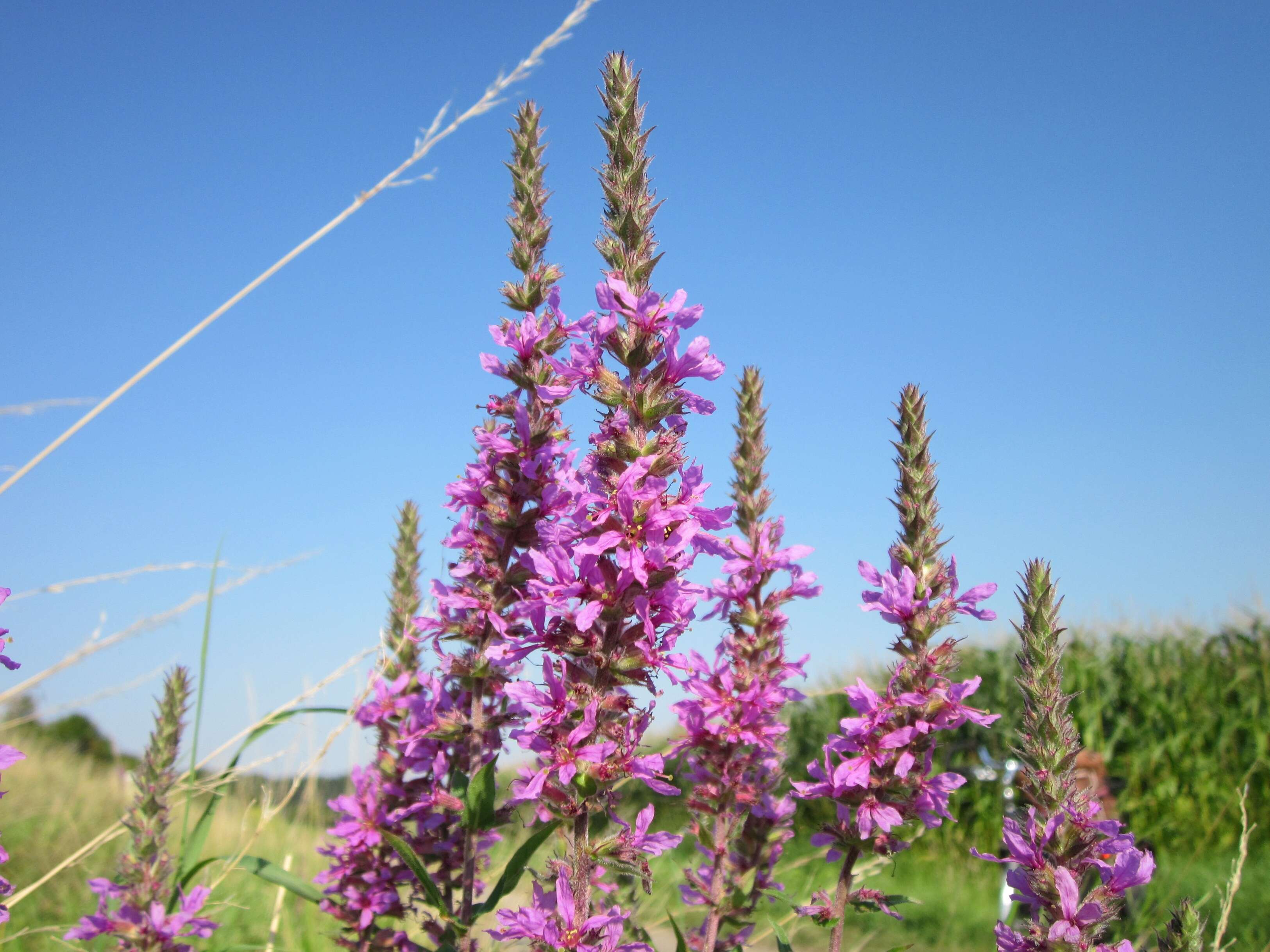 Image of Purple Loosestrife