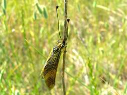 Image of Libelloides longicornis (Linnaeus 1764)