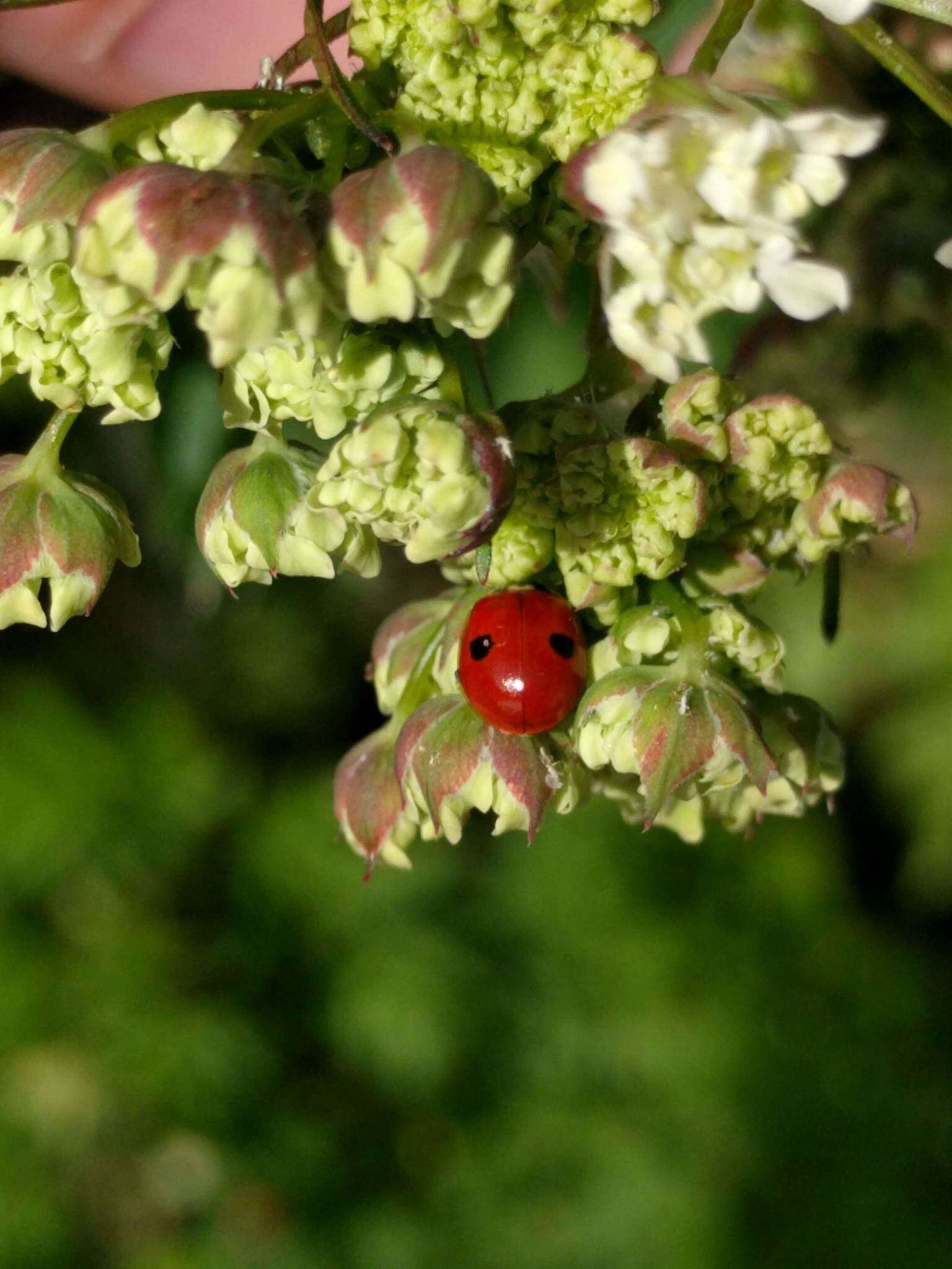 Image of twospotted lady beetle